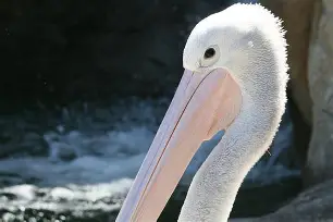 官方网站-清晨新奥尔良鹈鹕扳平良机：荷甲节点到来，赛场秩序良好，资深球员宣示担当(奥尔良和新奥尔良口味区别)